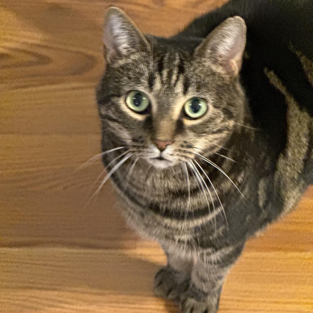 Skittles, Adoptable, Adult Female Domestic Short Hair.