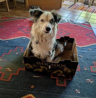 Enlarge DUKE, a ADOPTABLE Australian Shepherd in Albuquerque, NM image 3/6