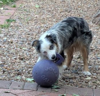 Enlarge DUKE, a ADOPTABLE Australian Shepherd in Albuquerque, NM image 2/6