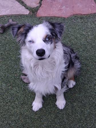 Enlarge DUKE, a ADOPTABLE Australian Shepherd in Albuquerque, NM image 6/6
