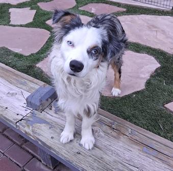 Enlarge DUKE, a ADOPTABLE Australian Shepherd in Albuquerque, NM image 1/6