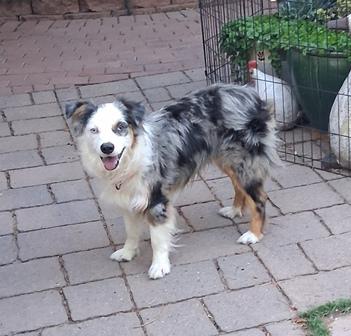 Enlarge DUKE, a ADOPTABLE Australian Shepherd in Albuquerque, NM image 5/6