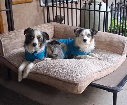 Enlarge DUKE, a ADOPTABLE Australian Shepherd in Albuquerque, NM image 4/6