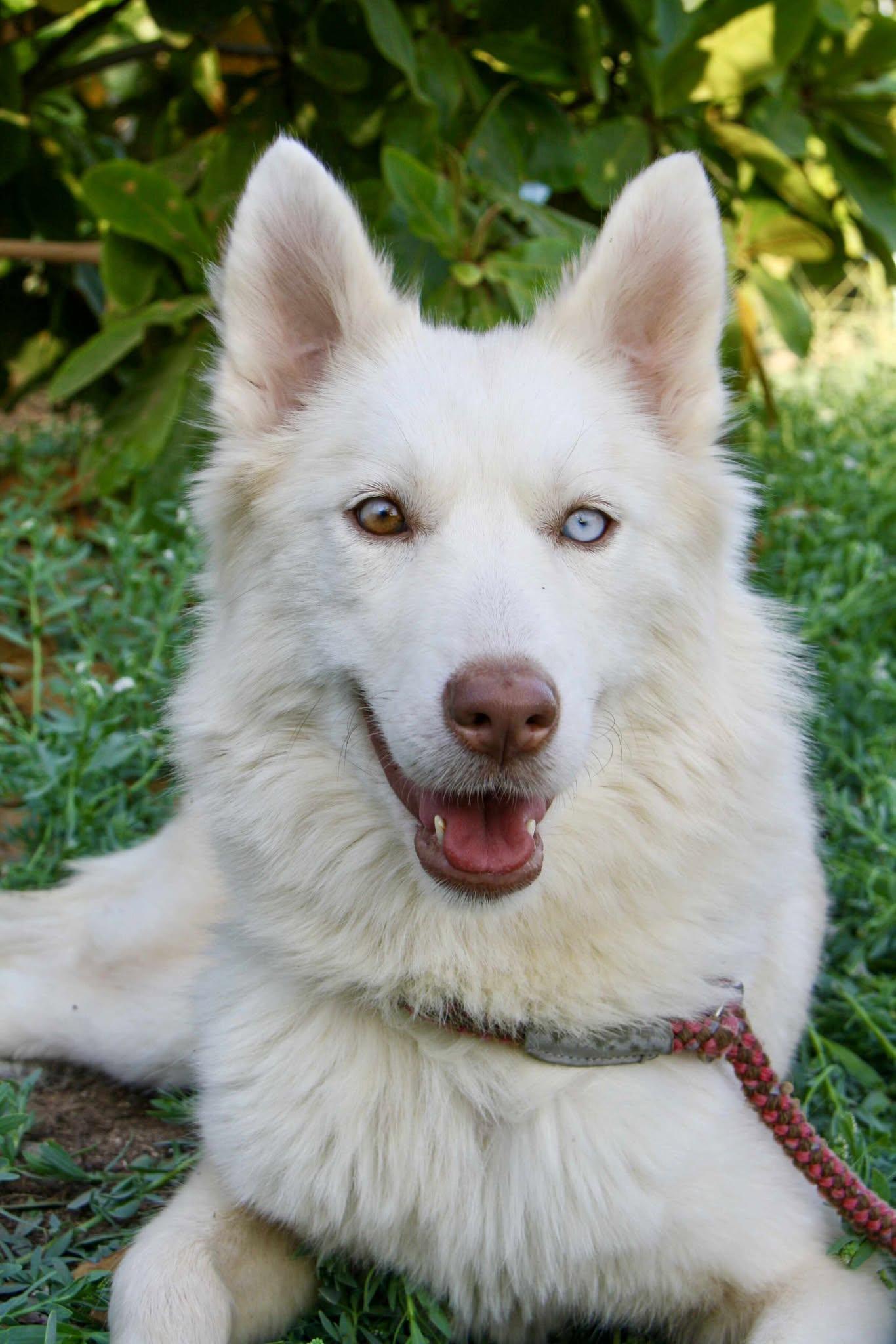 Enlarge TUNDRA, an adopted mixed breed in Toronto, ON image 2/6