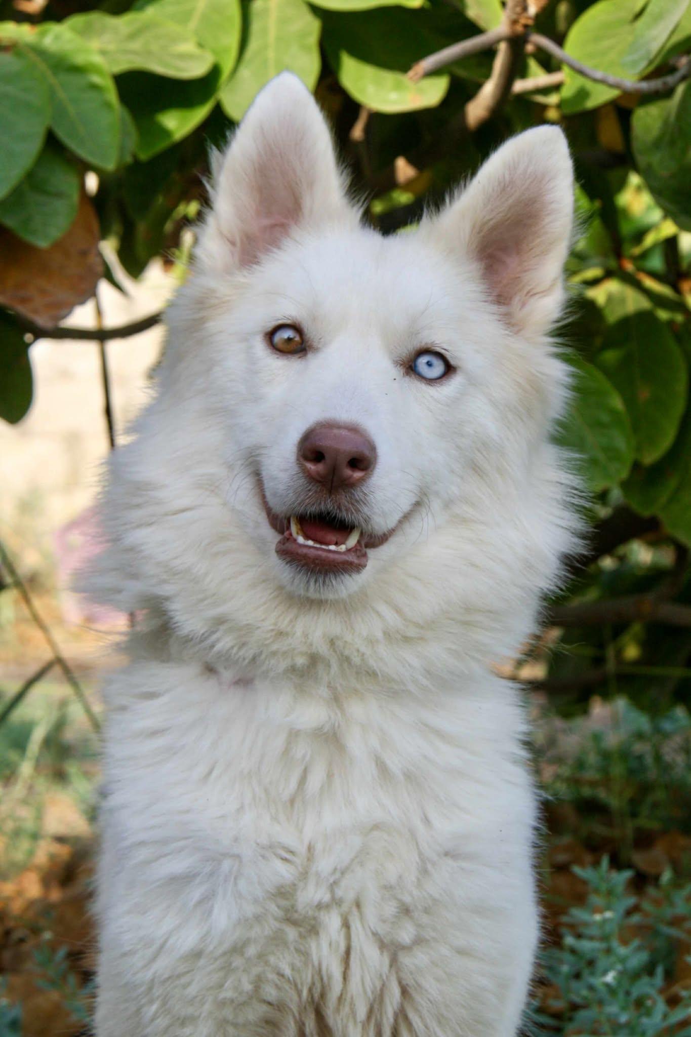 Enlarge TUNDRA, an adopted mixed breed in Toronto, ON image 3/6
