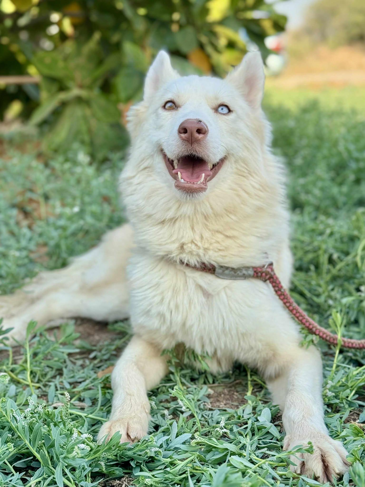 Enlarge TUNDRA, an adopted mixed breed in Toronto, ON image 4/6