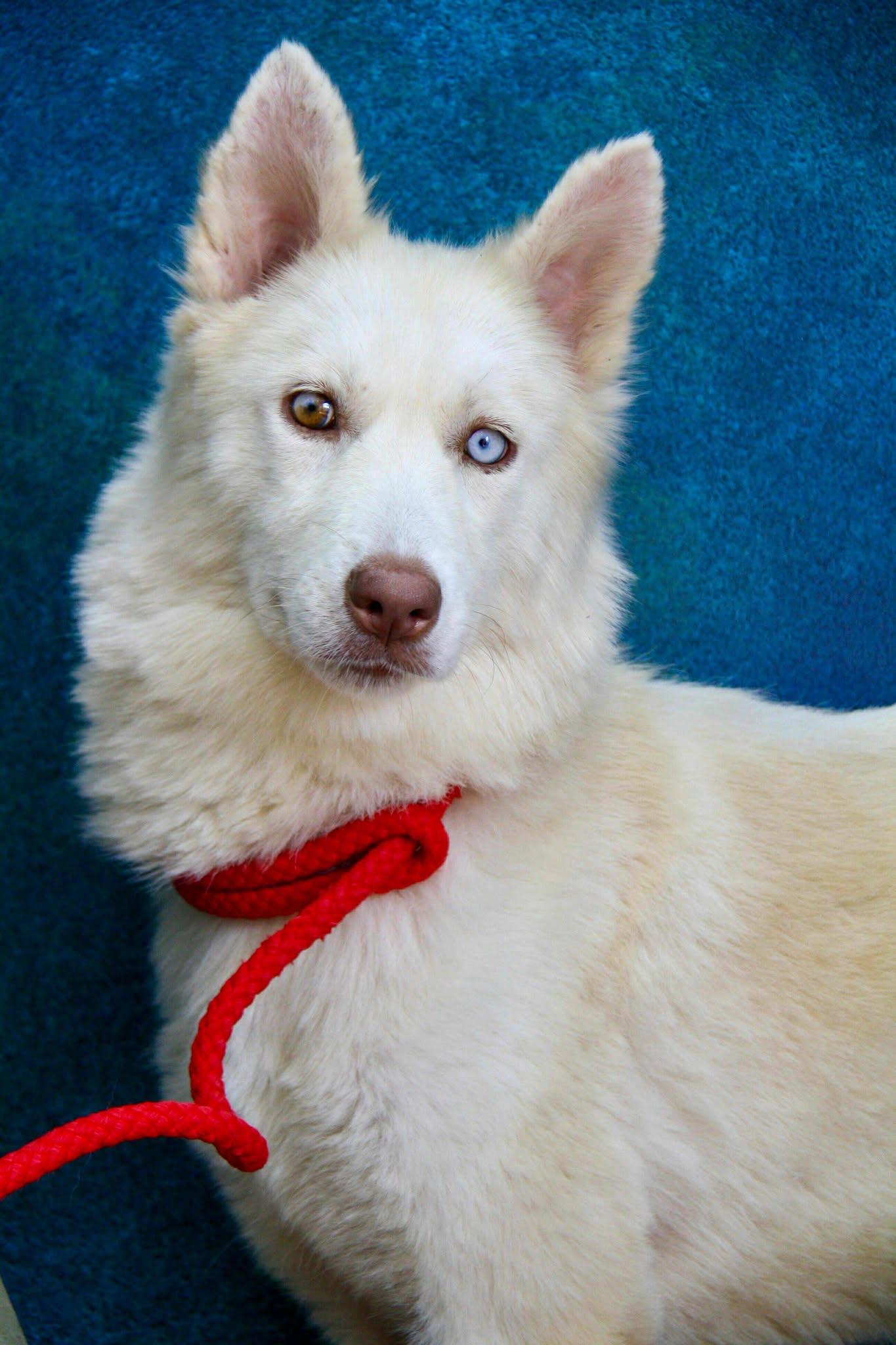 TUNDRA, adopted, Adult Female German Shepherd Dog & Husky.
