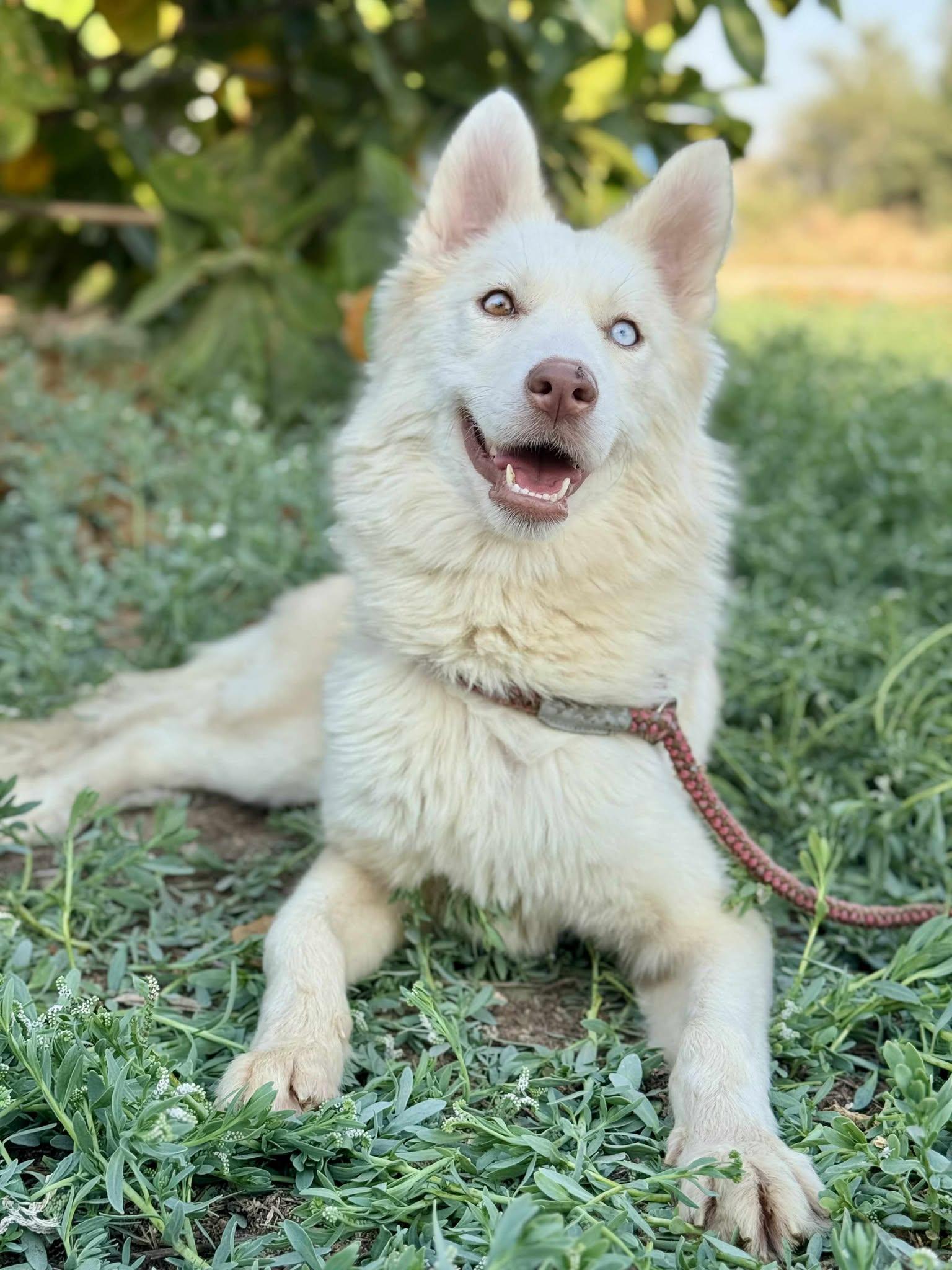 Enlarge TUNDRA, an adopted mixed breed in Toronto, ON image 5/6