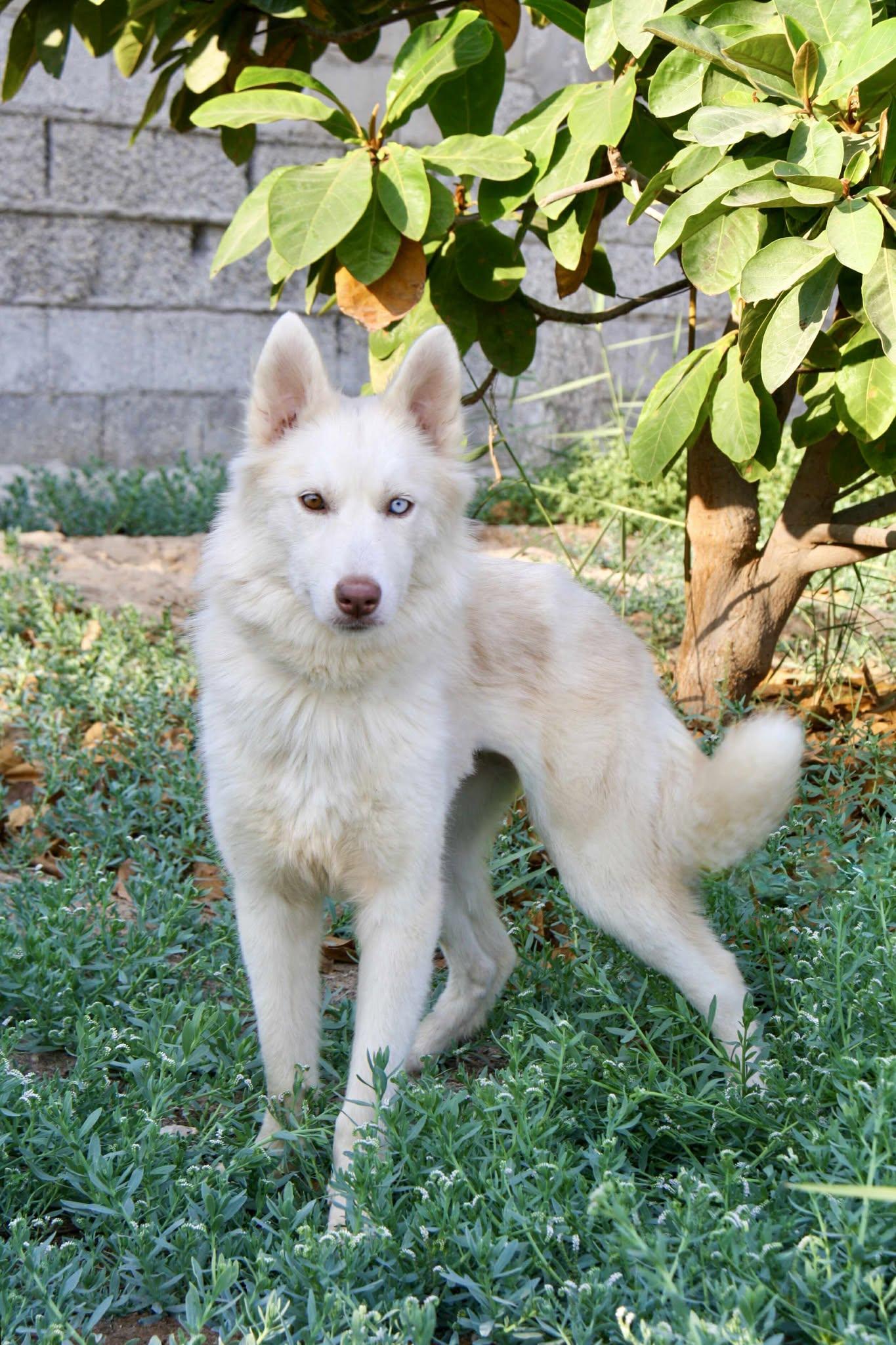 Enlarge TUNDRA, an adopted mixed breed in Toronto, ON image 6/6