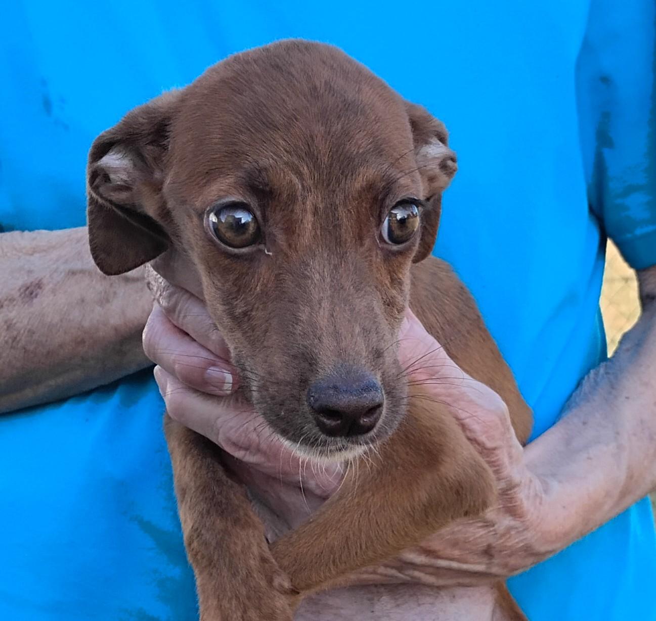 Surprize, adoptable, Puppy Female Australian Shepherd.