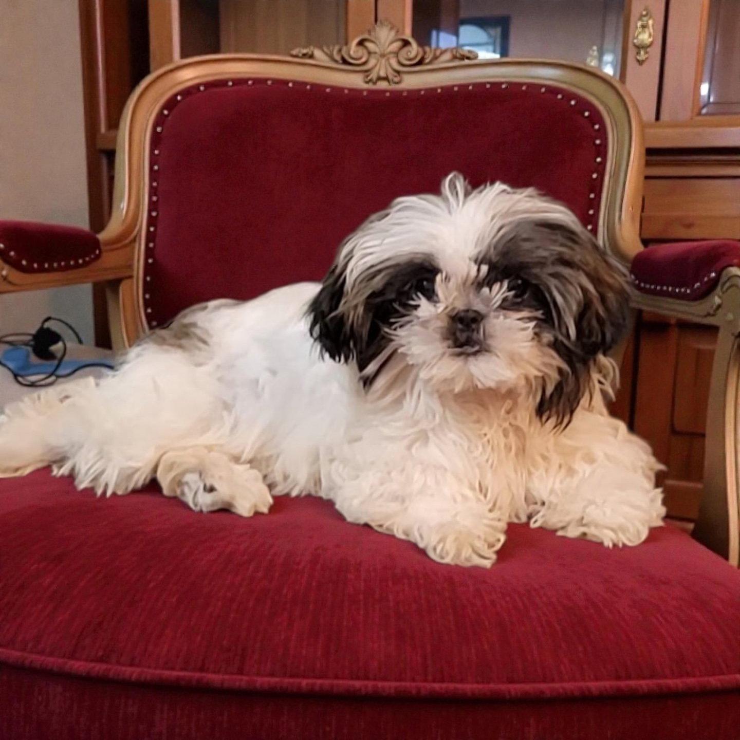 Maya, a Adoptable Shih Tzu in Berwick, PA image 1/2