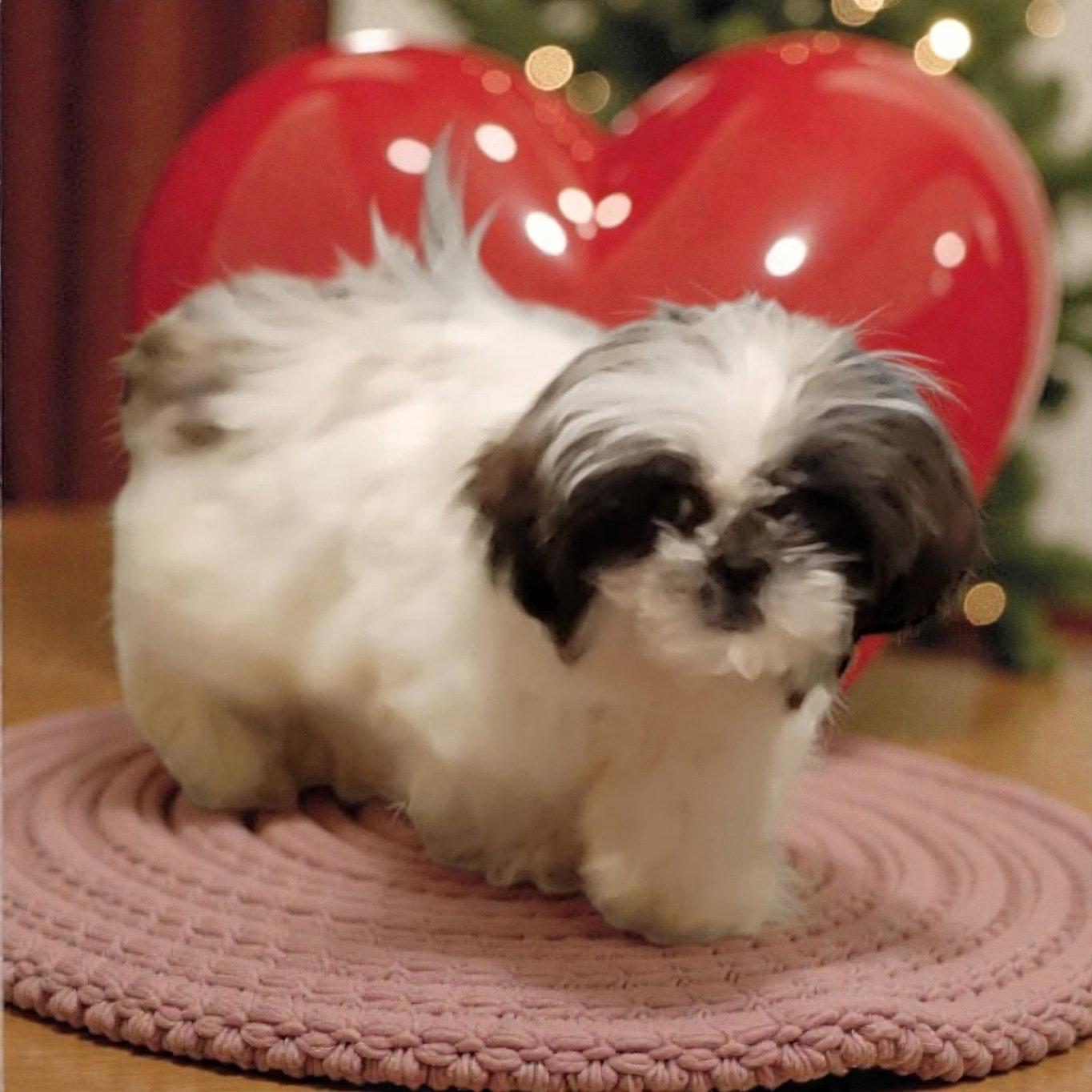 Maya, a Adoptable Shih Tzu in Berwick, PA image 2/2