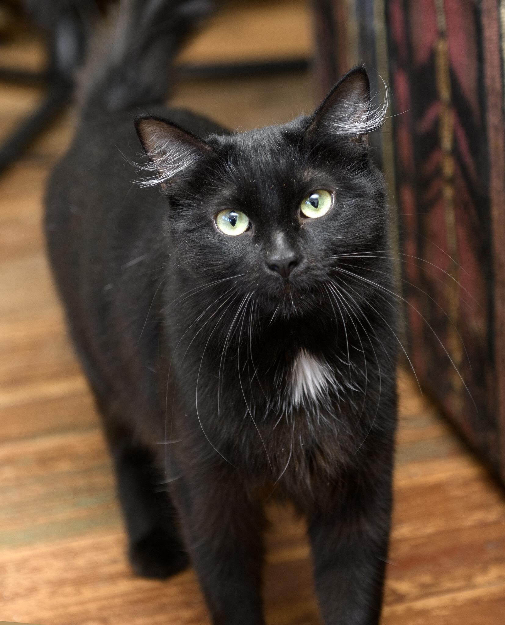 Enlarge Bastet, an adopted Domestic Long Hair in Seattle, WA image 1/6