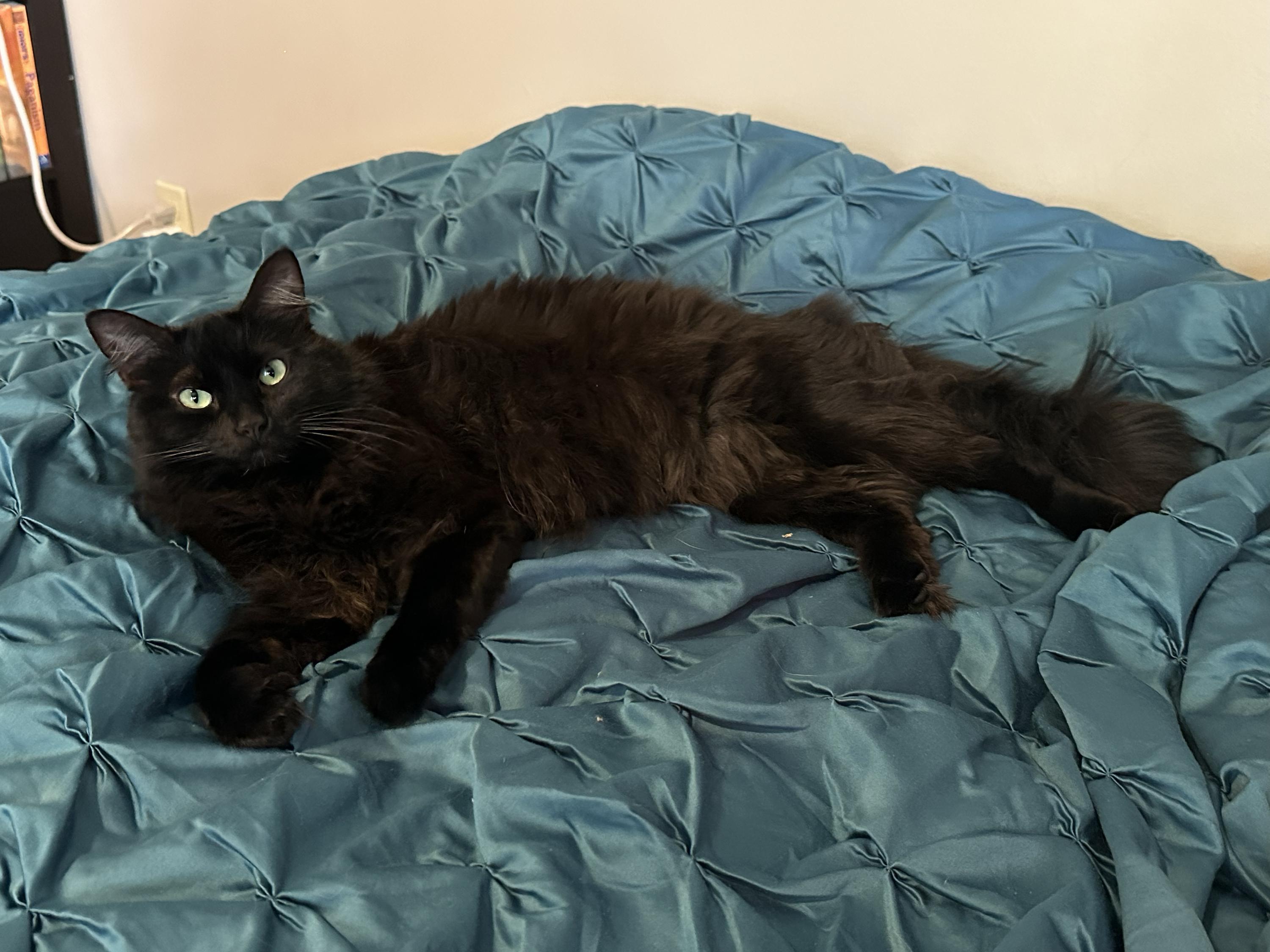 Enlarge Bastet, an adopted Domestic Long Hair in Seattle, WA image 2/6