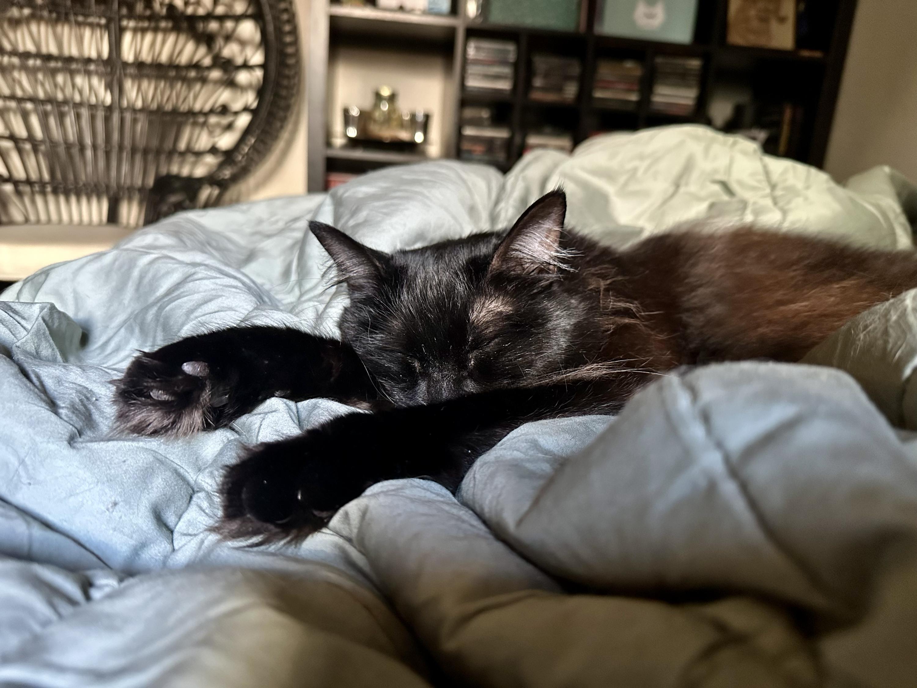 Enlarge Bastet, an adopted Domestic Long Hair in Seattle, WA image 5/6