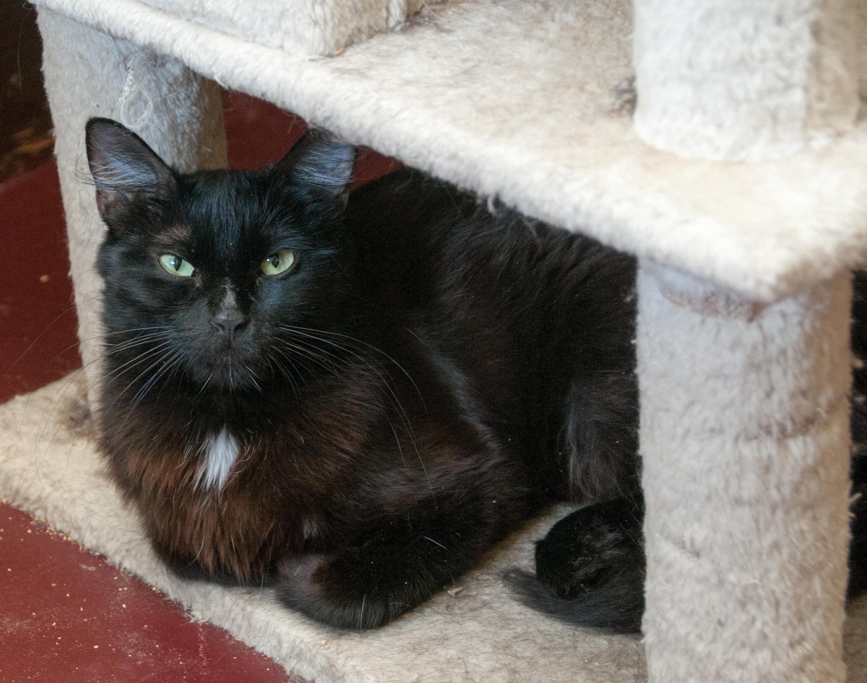 Enlarge Bastet, an adopted Domestic Long Hair in Seattle, WA image 4/6