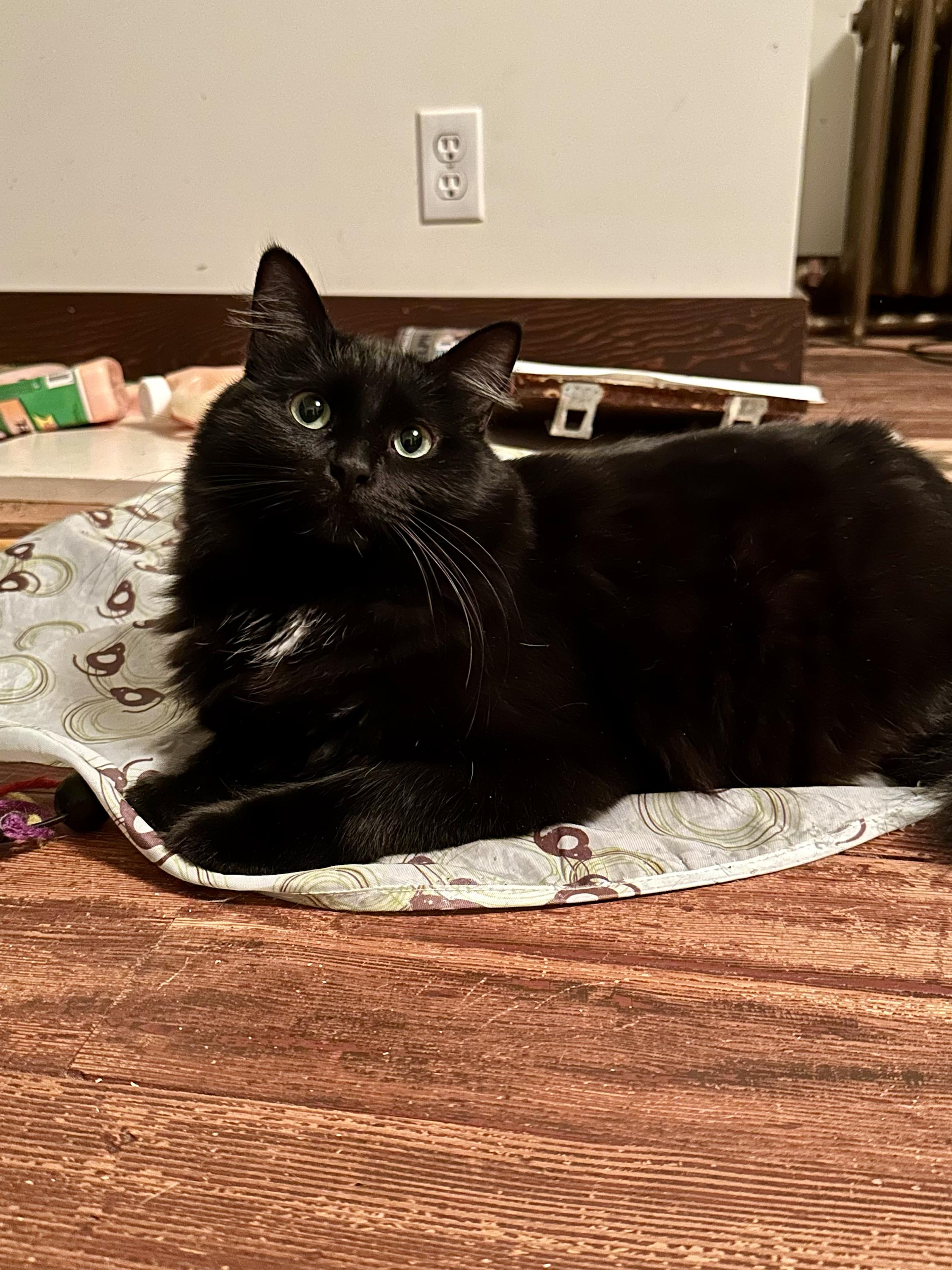 Enlarge Bastet, an adopted Domestic Long Hair in Seattle, WA image 3/6