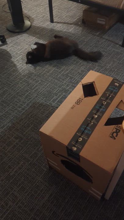 Enlarge Bastet, an adopted Domestic Long Hair in Seattle, WA video 6/6