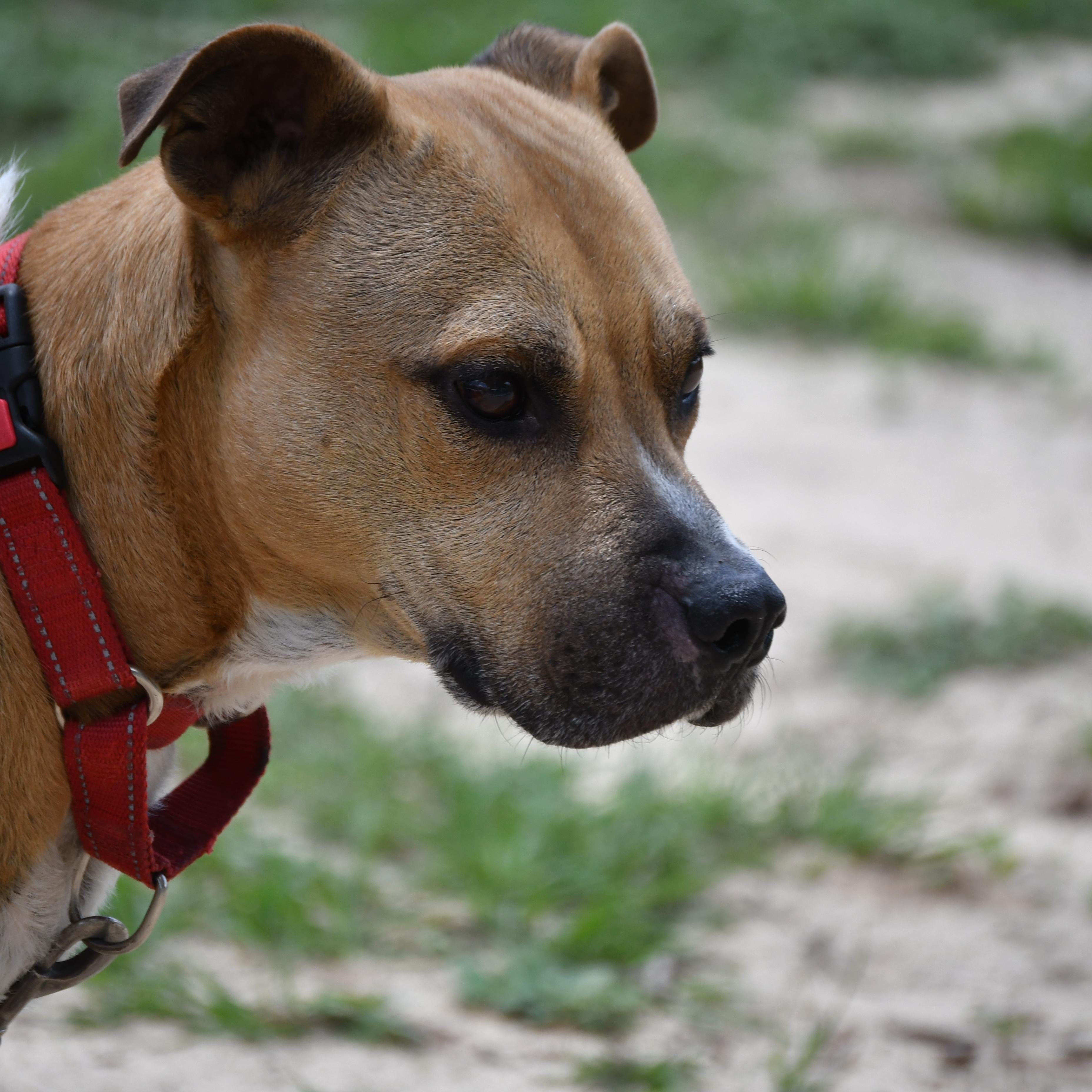 TyTy, a ADOPTABLE Mixed Breed in Defuniak Springs, FL image 1/2