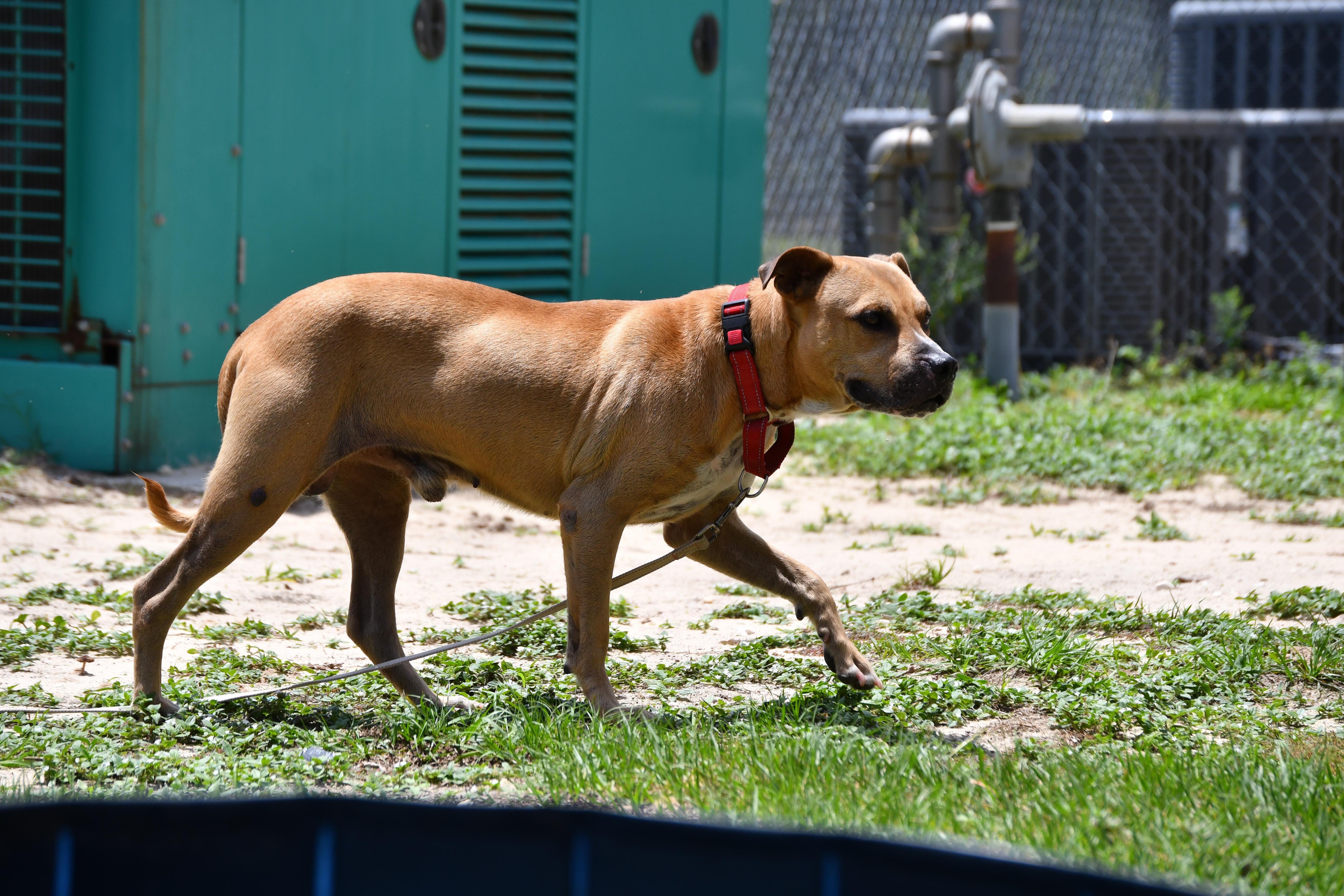 TyTy, a ADOPTABLE Mixed Breed in Defuniak Springs, FL image 2/2