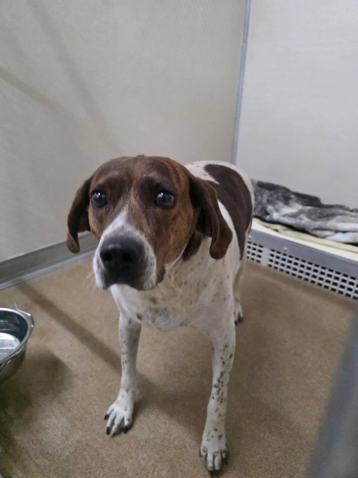Lucy, ADOPTABLE, Adult Female German Shorthaired Pointer.