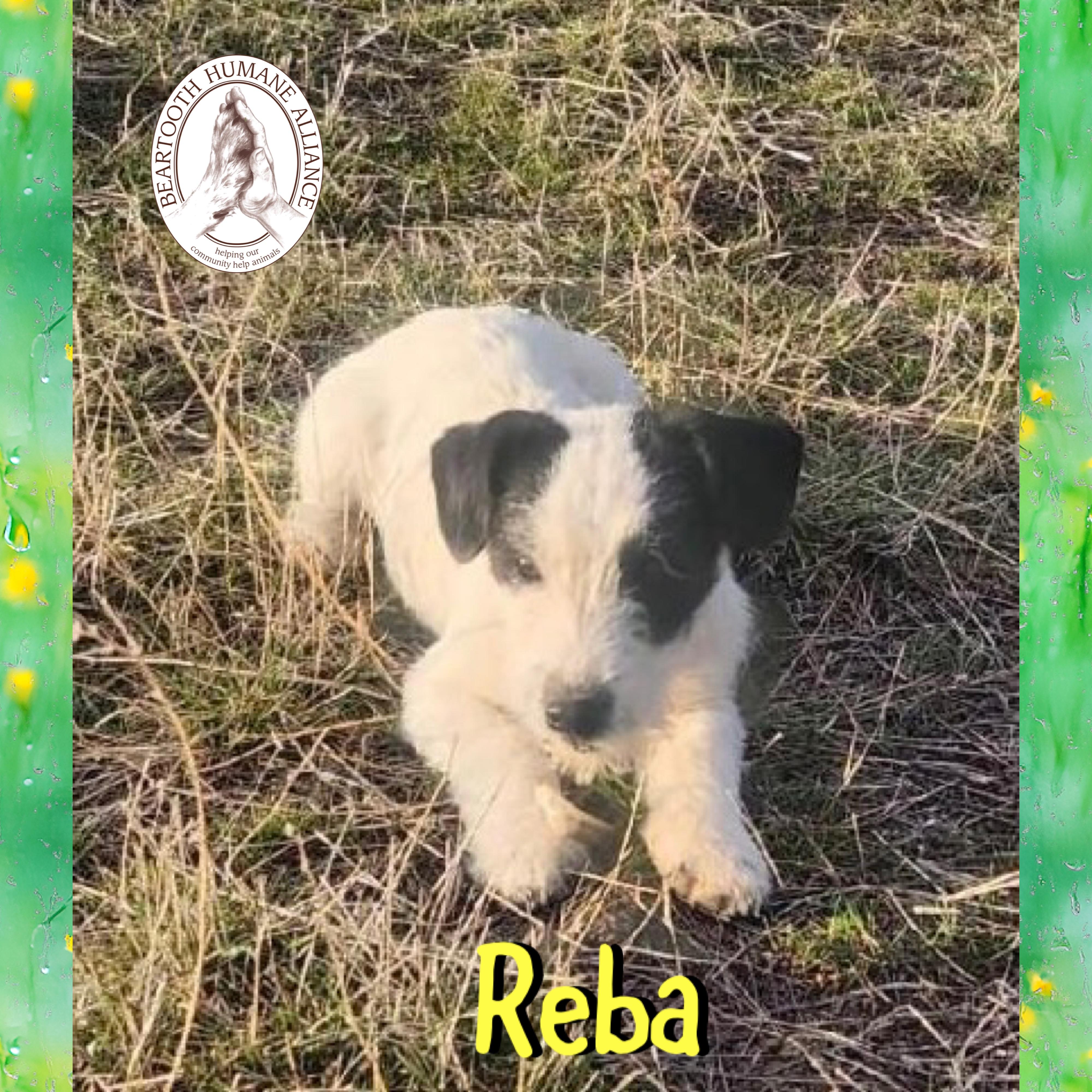 Enlarge Reba, an adopted mixed breed in Red Lodge, MT image 3/3