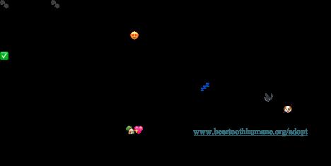 Enlarge Reba, an adopted mixed breed in Red Lodge, MT image 1/3