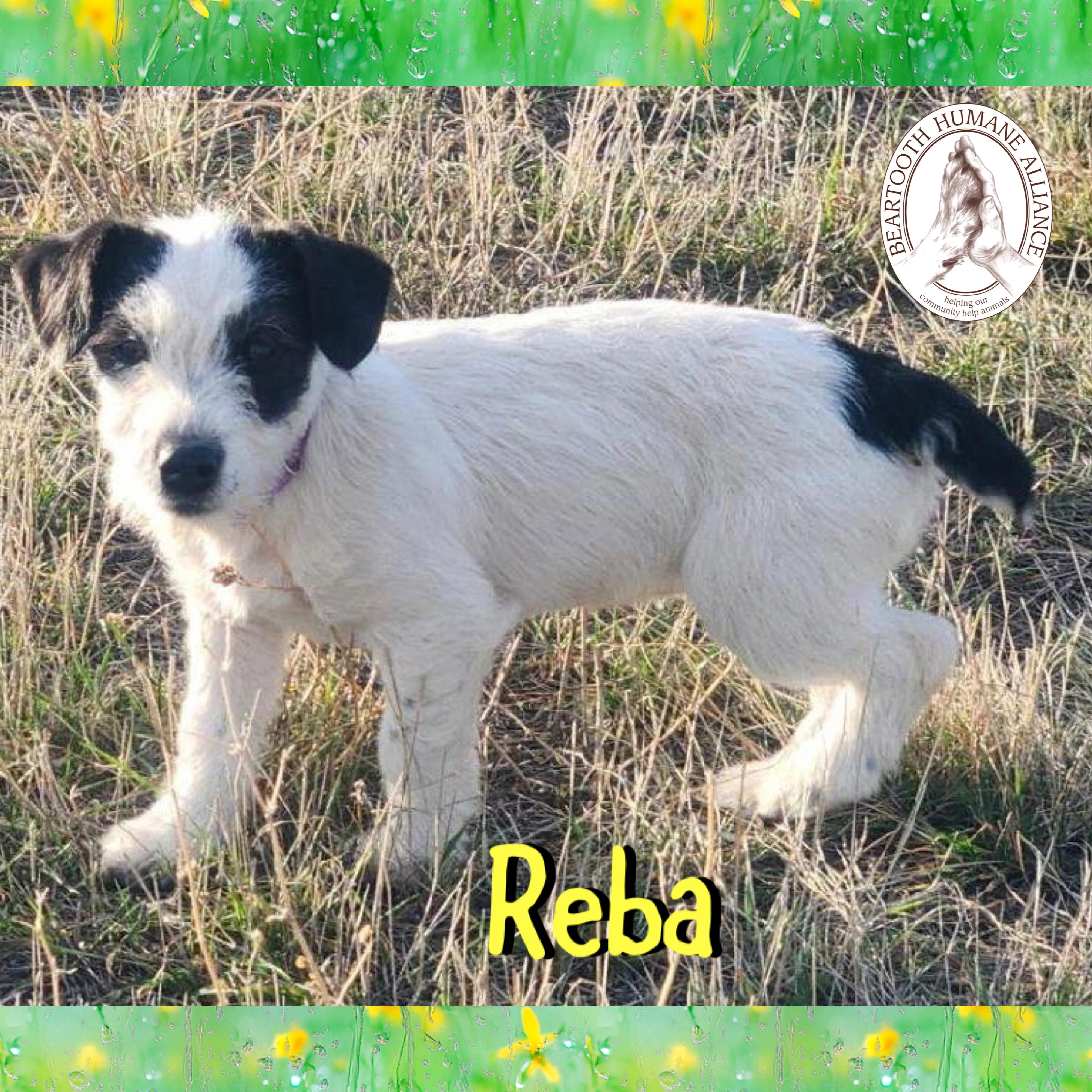 Enlarge Reba, an adopted mixed breed in Red Lodge, MT image 2/3