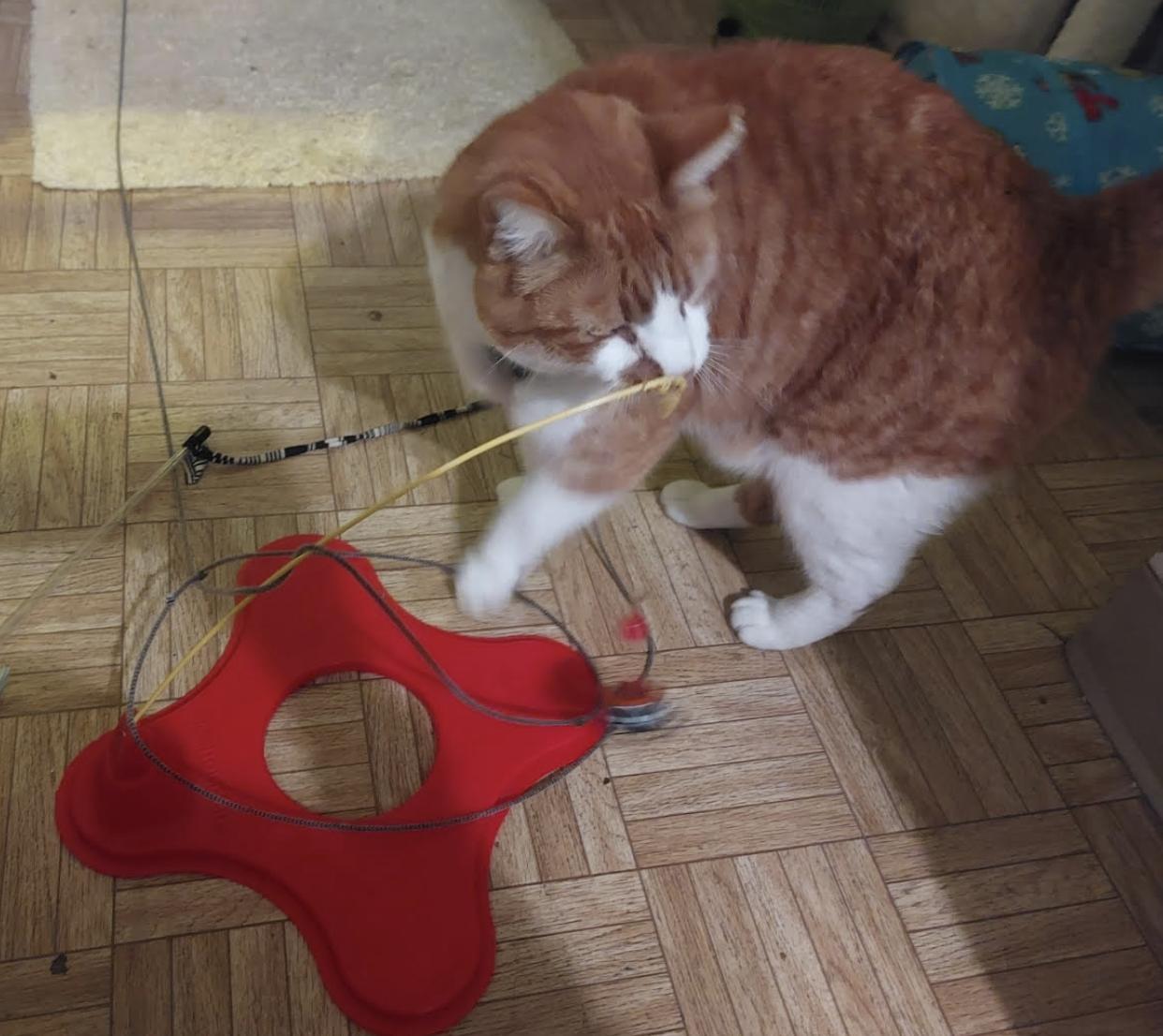 Sleeper (Courtesy Post), Adoptable, Adult Male Domestic Short Hair.