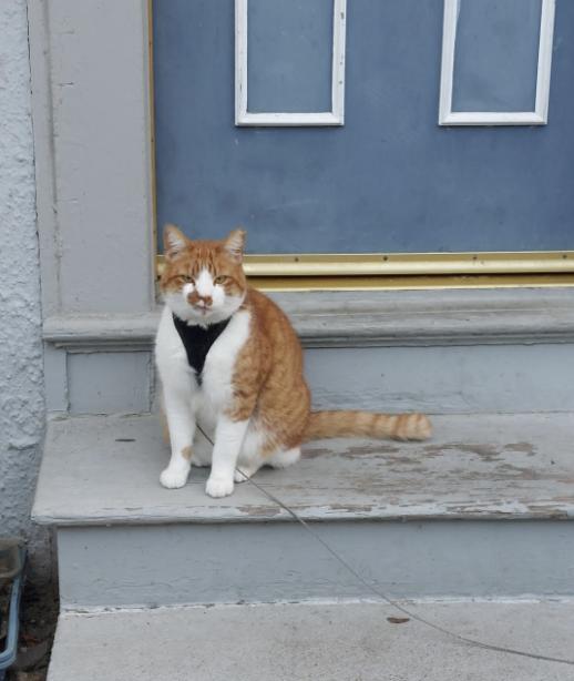 Enlarge Sleeper (Courtesy Post), a Adoptable Domestic Short Hair in San Jose, CA image 2/3