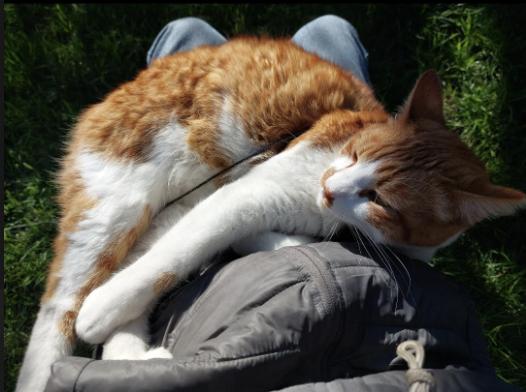 Enlarge Sleeper (Courtesy Post), a Adoptable Domestic Short Hair in San Jose, CA image 3/3