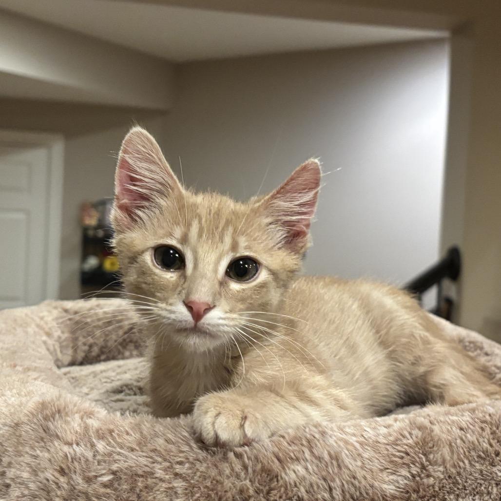 Axel 2203, Adoptable, Kitten Male Domestic Short Hair.