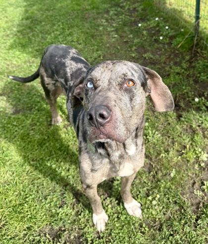 Enlarge Coco, a ADOPTABLE Catahoula Leopard Dog in Roseburg, OR image 1/1