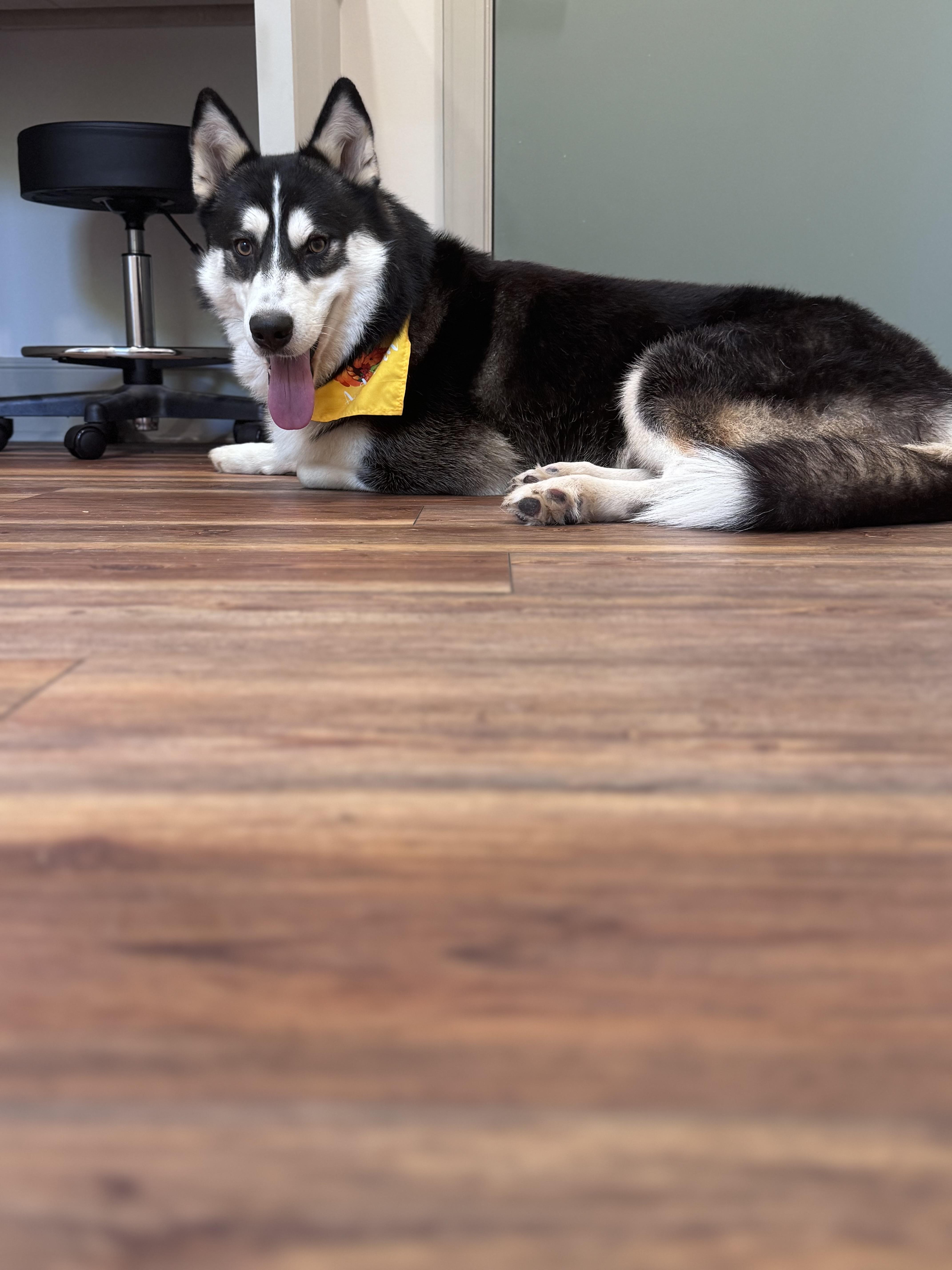 Enlarge Markus, a ADOPTABLE mixed breed in Cumming, GA image 2/4