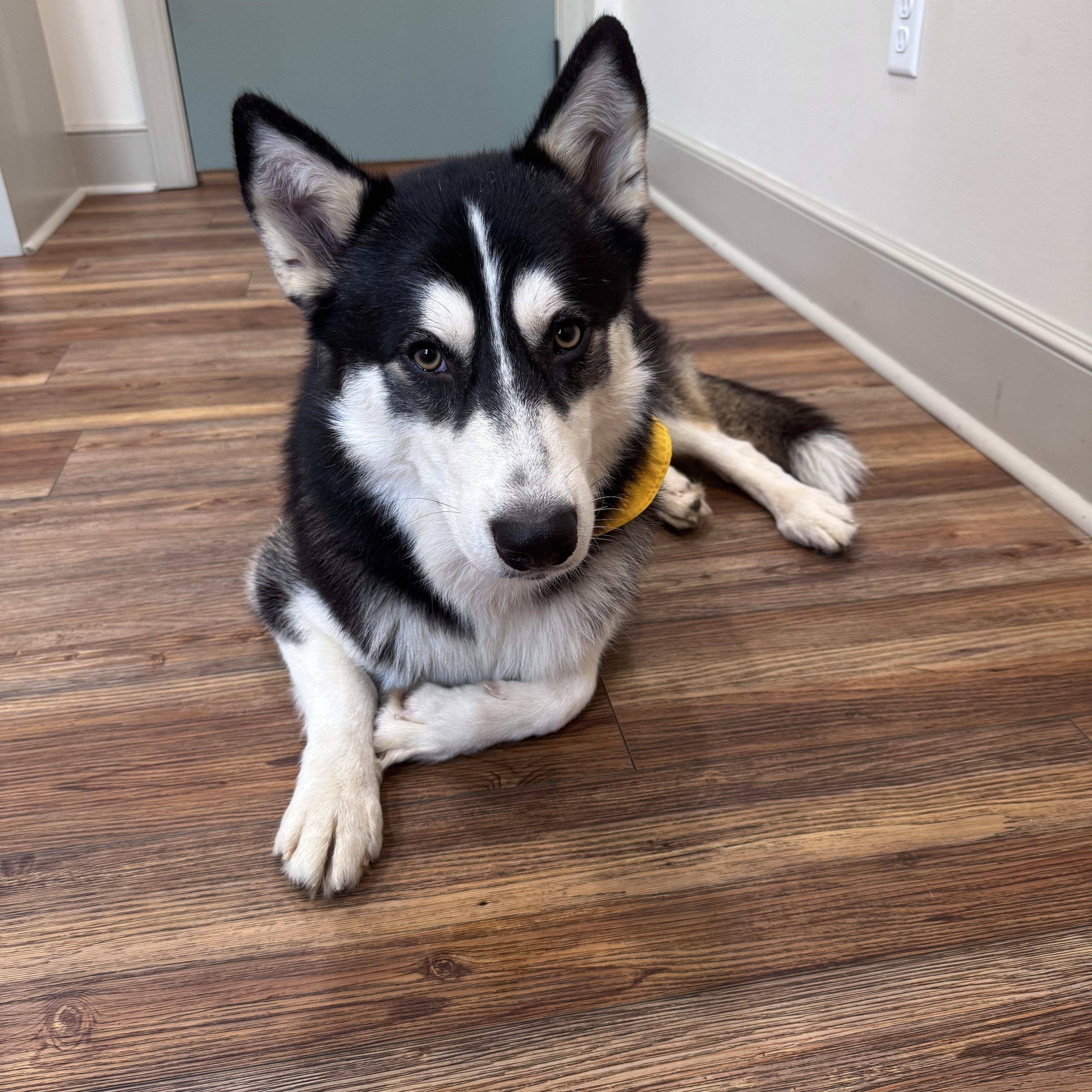 Enlarge Markus, a ADOPTABLE mixed breed in Cumming, GA image 3/4