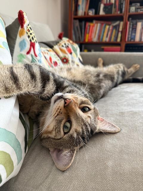 Melo, Adoptable, Adult Male Domestic Short Hair.