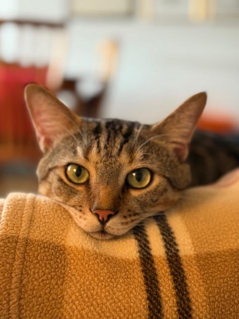 Enlarge Melo, a Adoptable Domestic Short Hair in New York, NY image 2/5