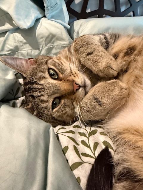 Enlarge Melo, a Adoptable Domestic Short Hair in New York, NY image 3/5