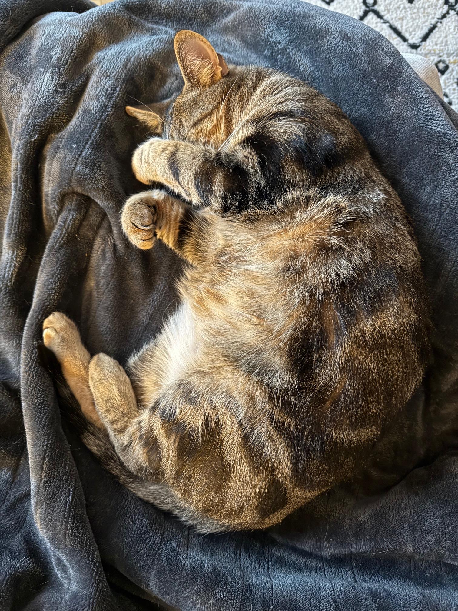 Enlarge Melo, a Adoptable Domestic Short Hair in New York, NY image 6/6