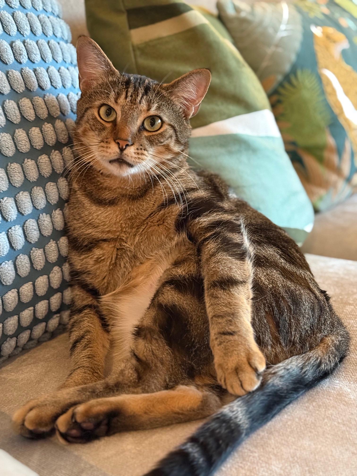 Enlarge Melo, a Adoptable Domestic Short Hair in New York, NY image 4/5