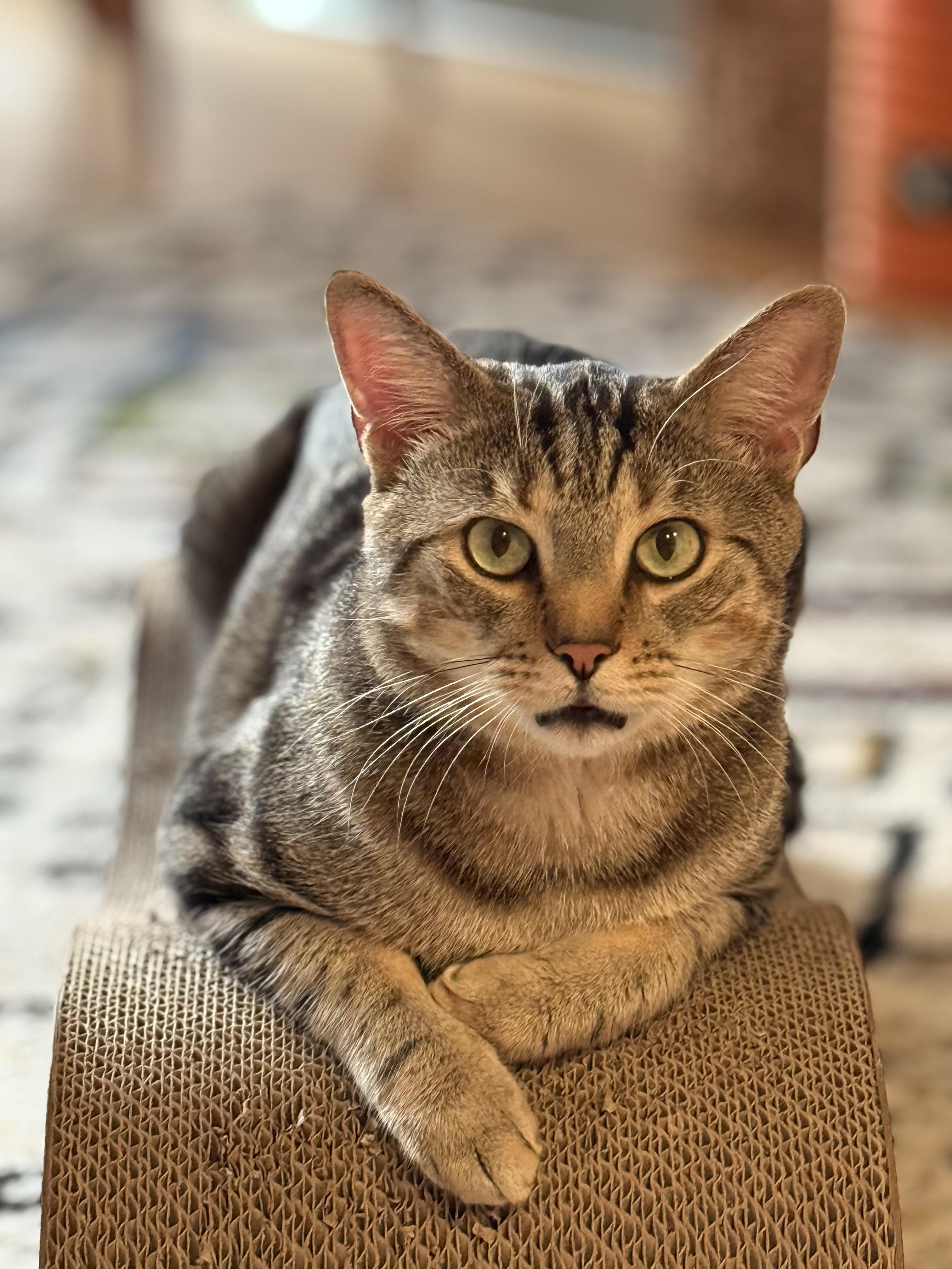 Enlarge Melo, a Adoptable Domestic Short Hair in New York, NY image 5/5