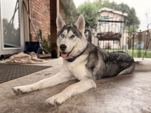 Enlarge BRIOCHE, a Adoptable mixed breed in Grand Prairie, TX image 1/1