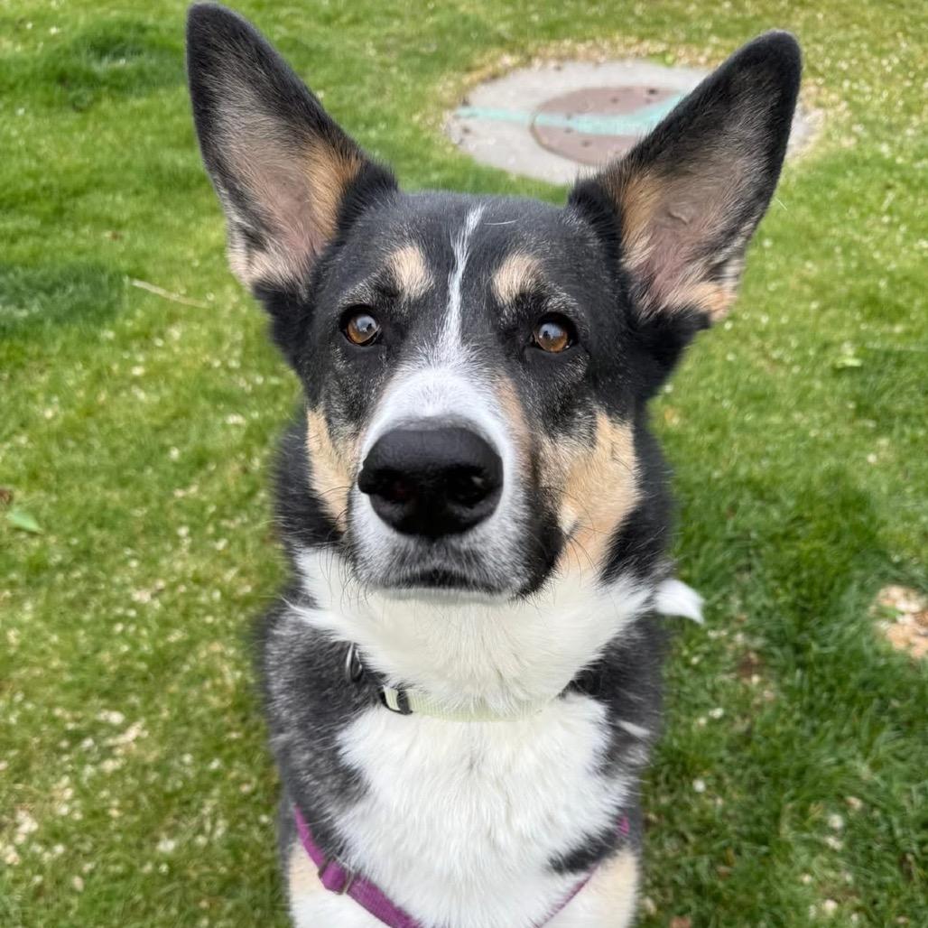 Cleo, Adoptable, Adult Female German Shepherd Dog & Husky.