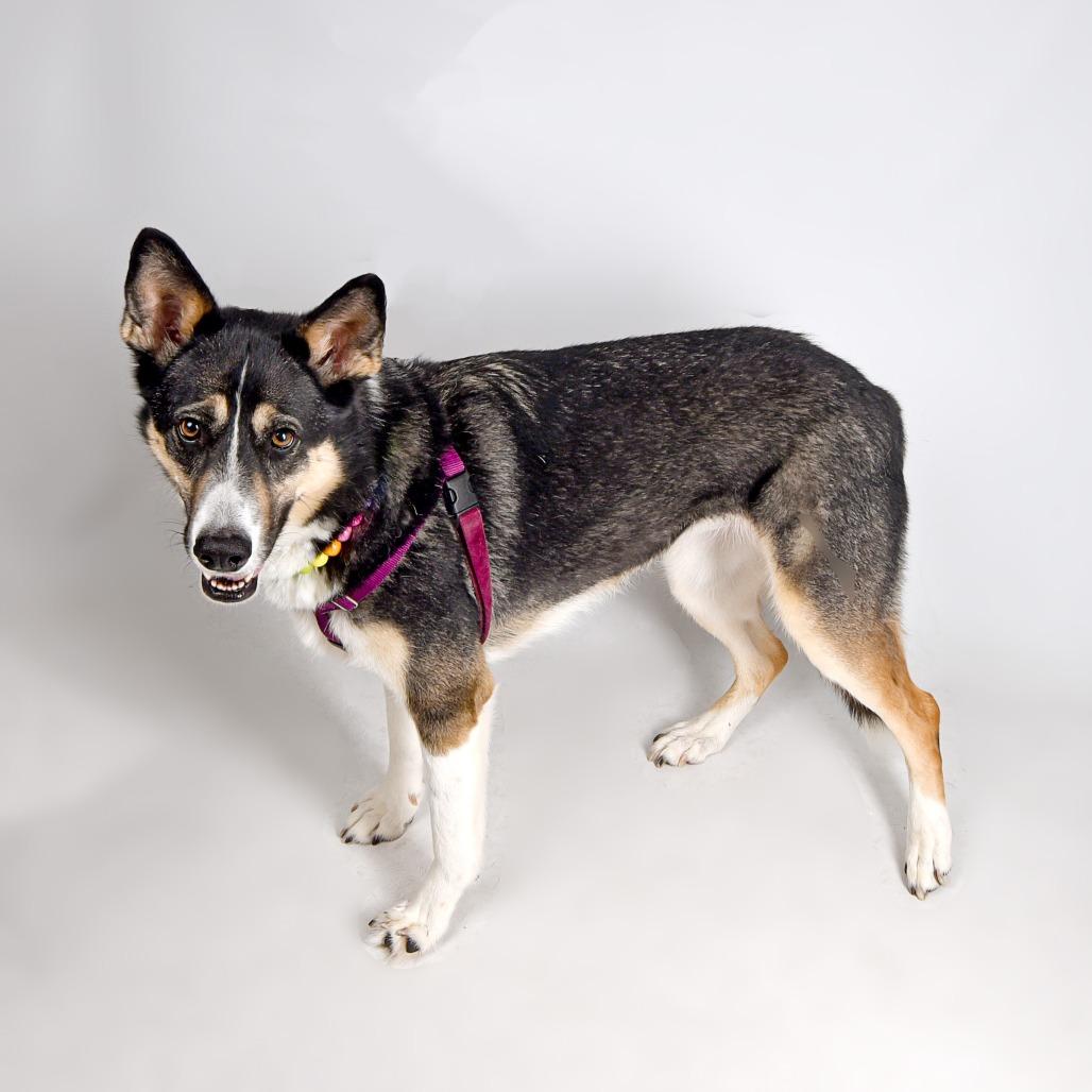 Enlarge Cleo, a Adoptable mixed breed in Murray, UT image 2/5