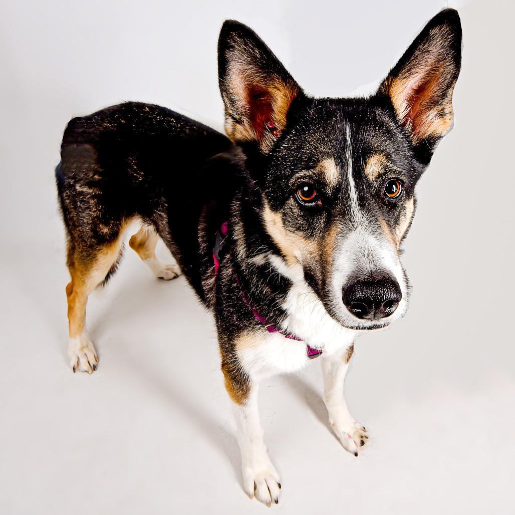 Enlarge Cleo, a Adoptable mixed breed in Murray, UT image 3/5