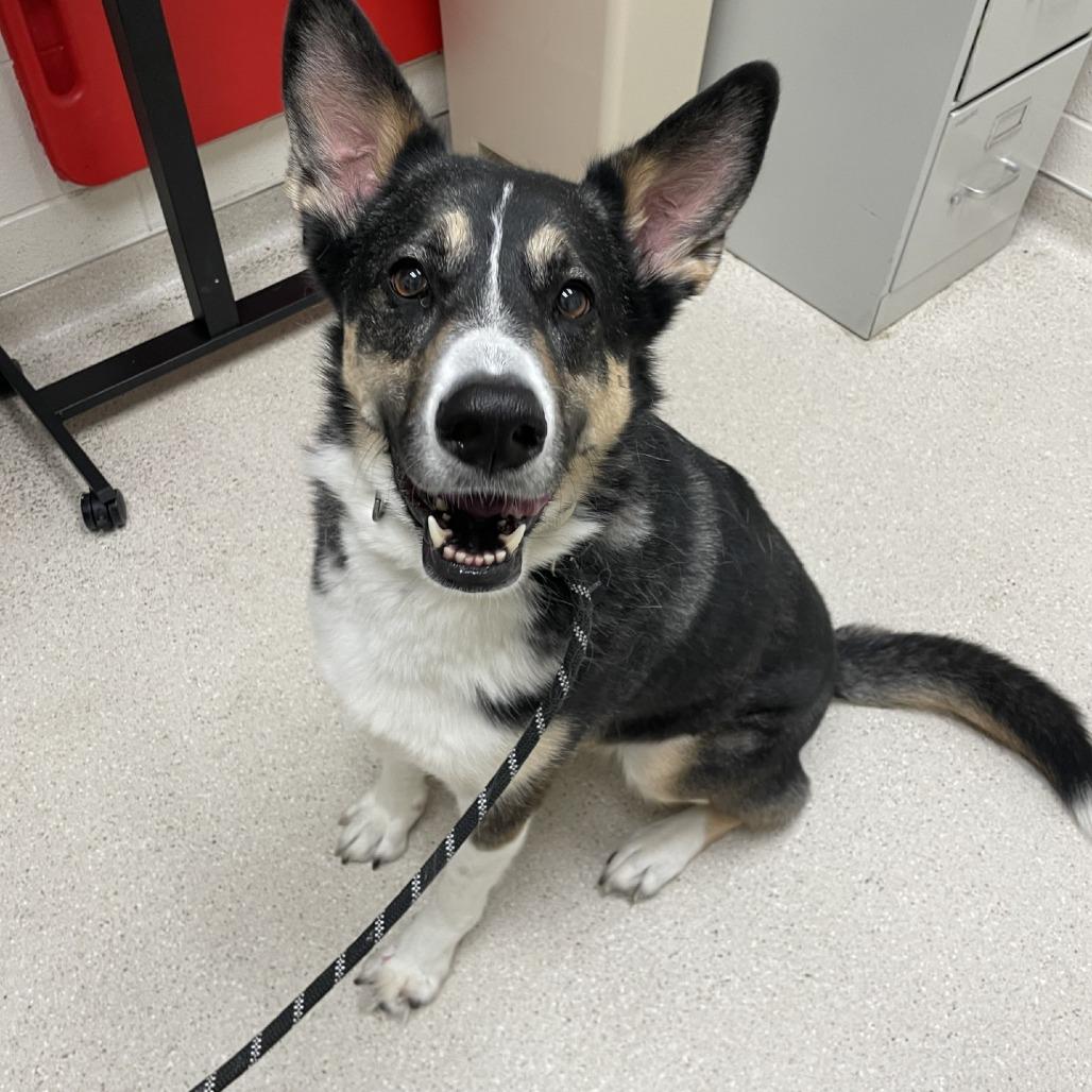 Enlarge Cleo, a Adoptable mixed breed in Murray, UT image 4/5