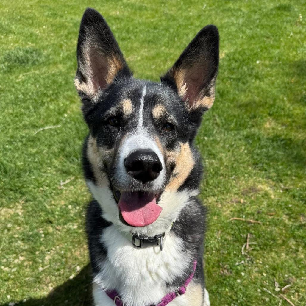 Enlarge Cleo, a Adoptable mixed breed in Murray, UT image 5/5