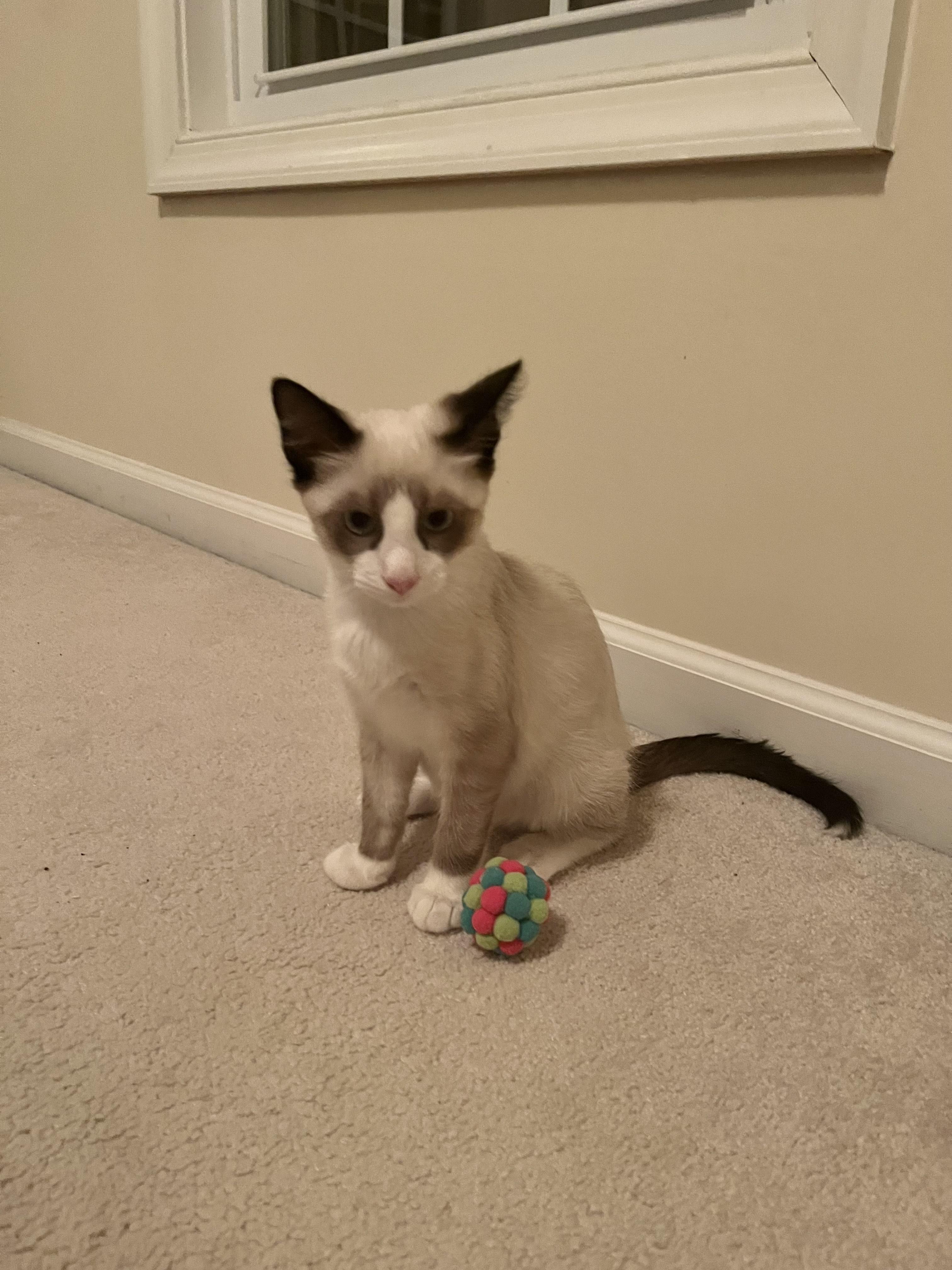 Bowtie