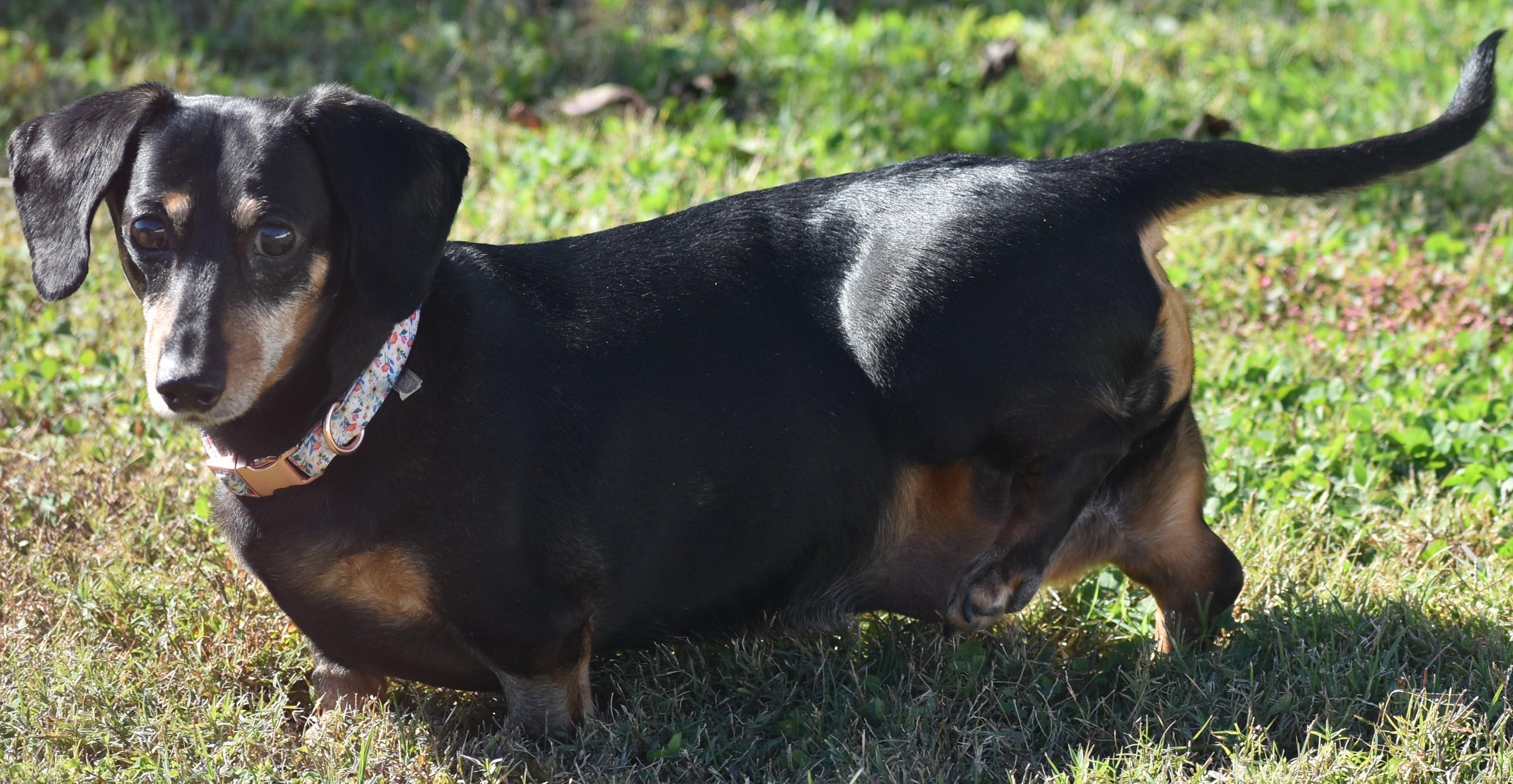 Enlarge Dixie in TN (looking for a forever foster), a ADOPTABLE Dachshund in Shelbyville, TN image 2/4