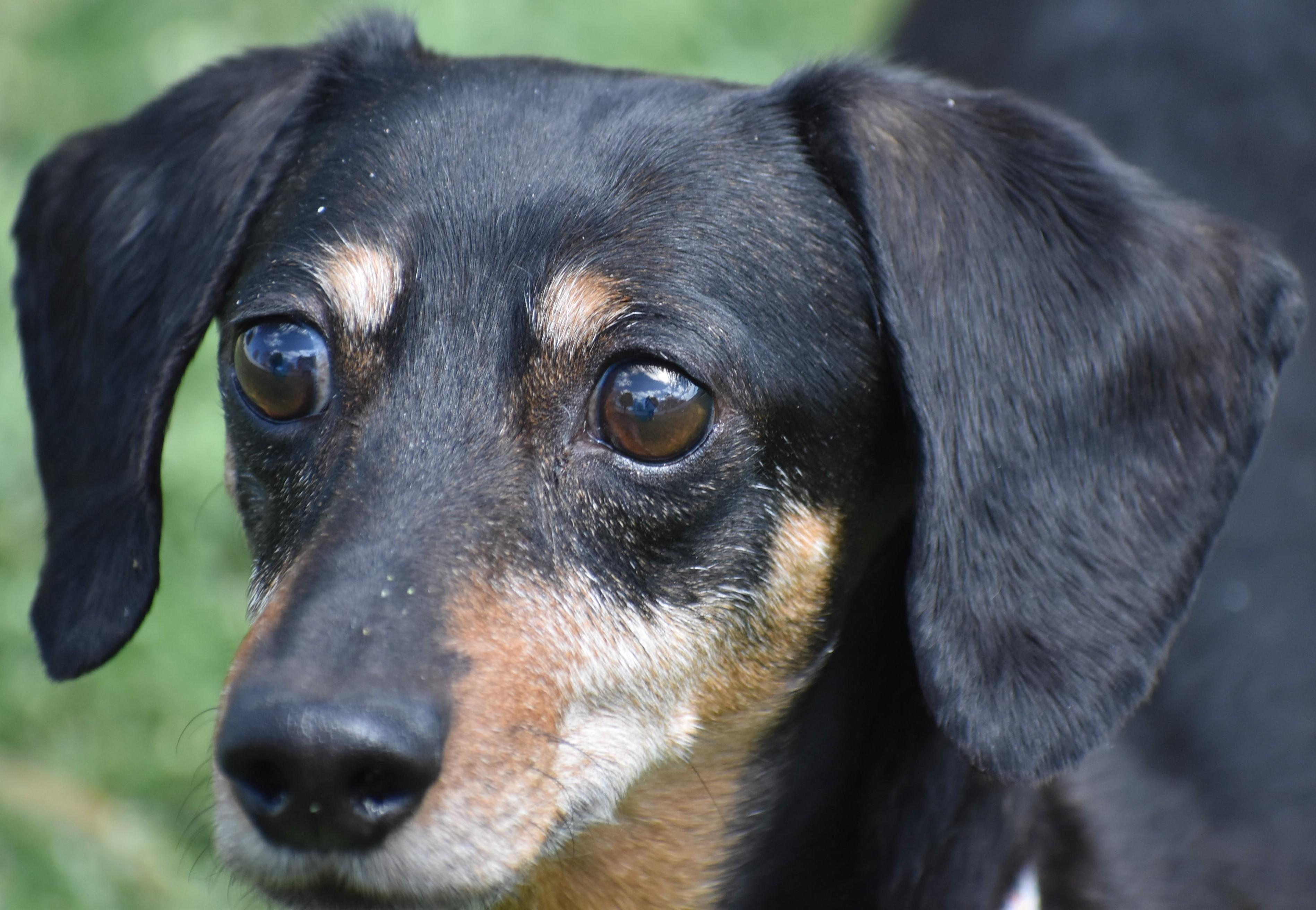 Enlarge Dixie in TN (looking for a forever foster), a ADOPTABLE Dachshund in Shelbyville, TN image 3/4